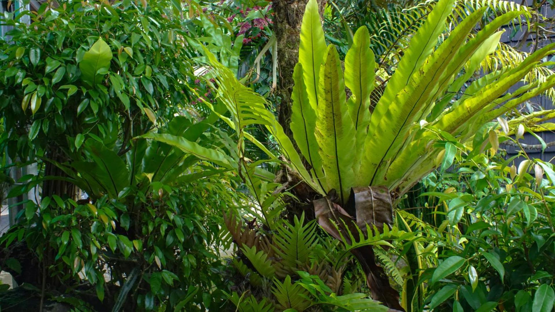 برايا Goa Walet Cottage المظهر الخارجي الصورة